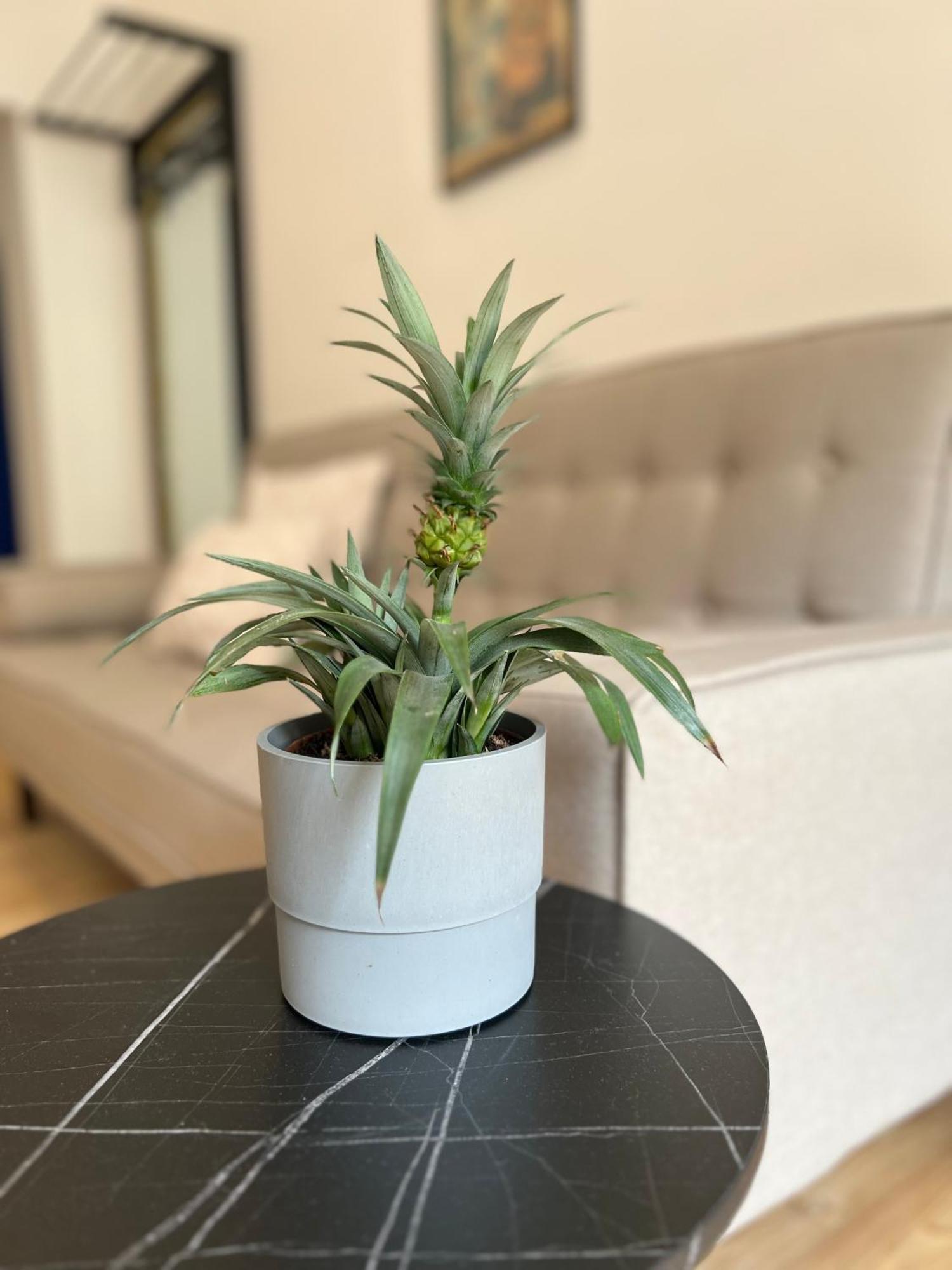Modern Stay I Cosy & Central Apartments Кобленц Екстериор снимка